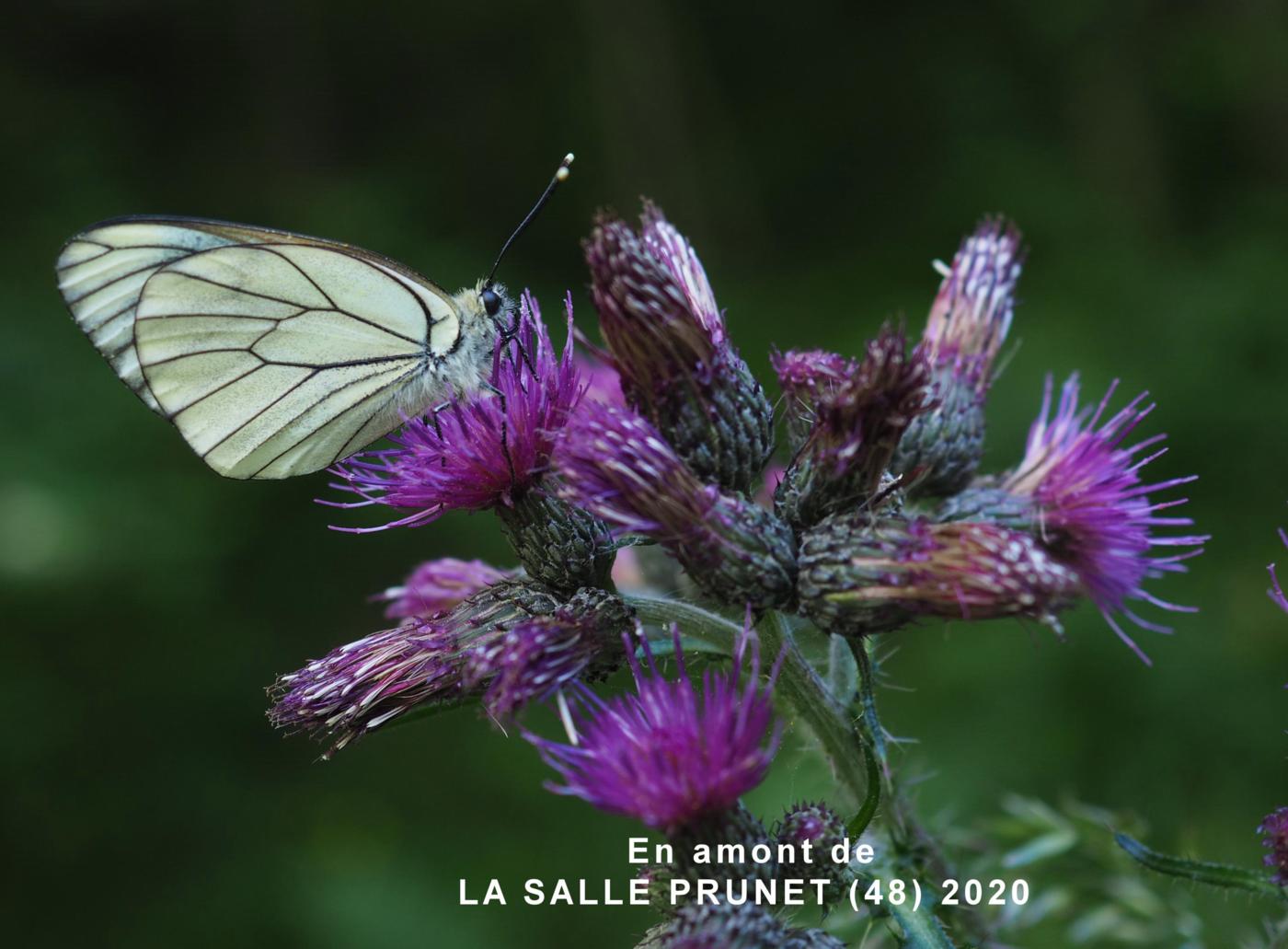 Thistle, Marsh flower
